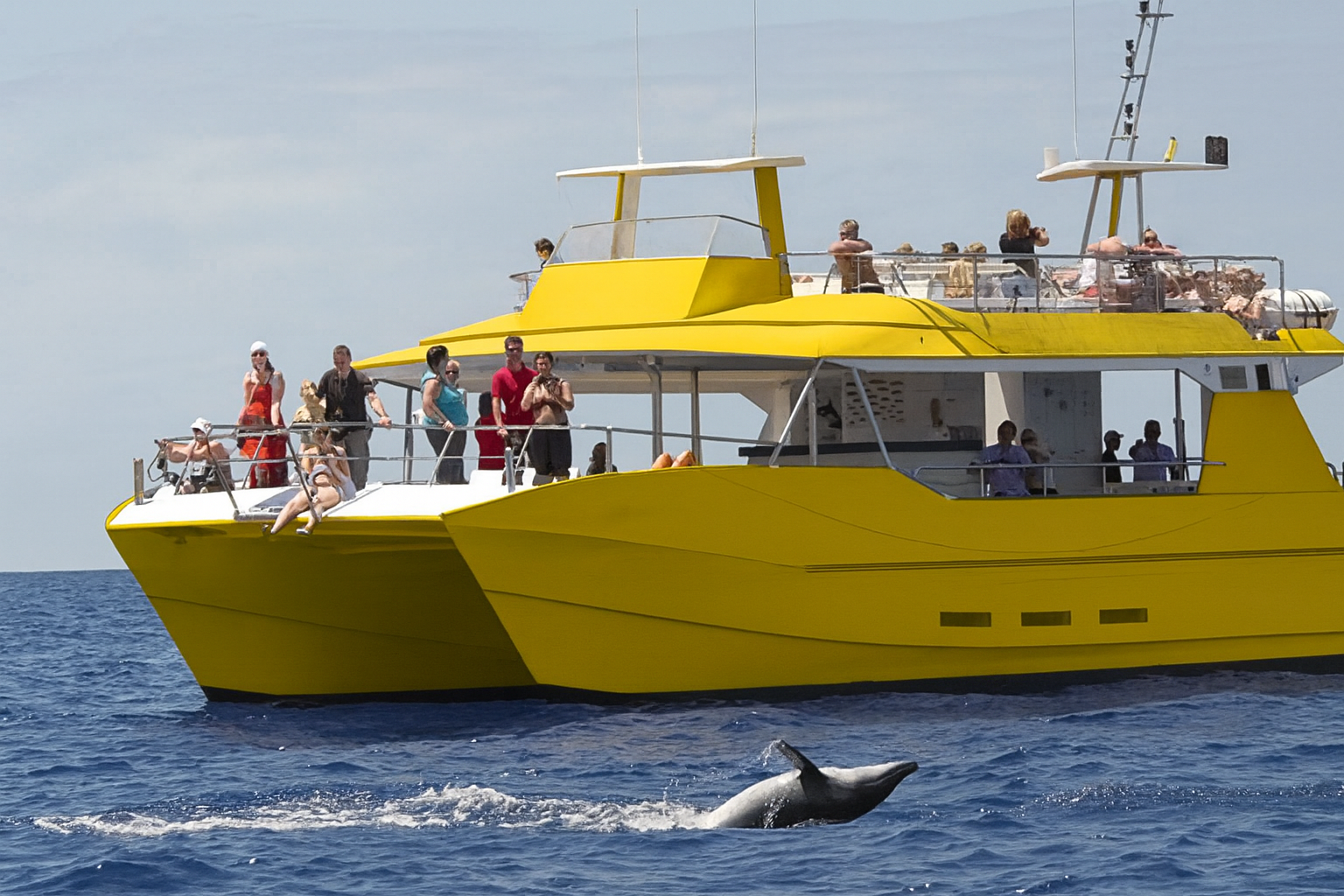 avistamiento-cetaceos-mogan